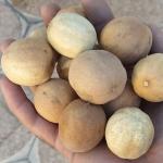 فورش عمده میگو و مرکبات جنوب